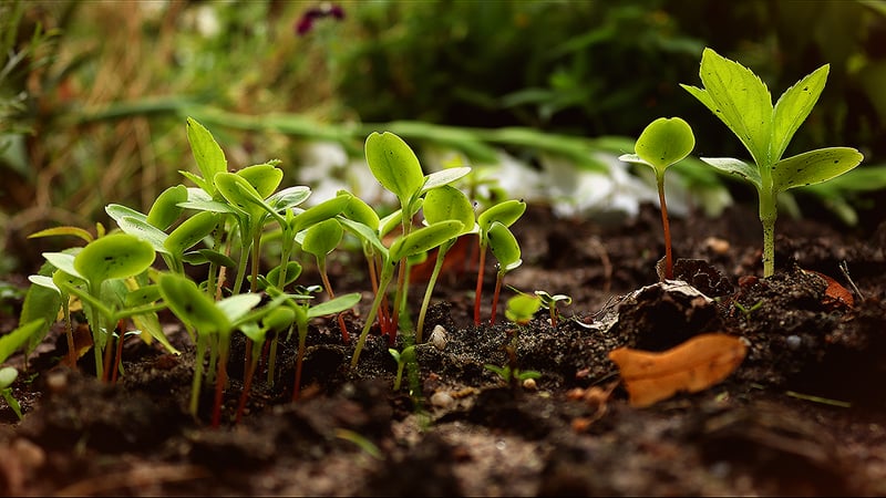 Permaculture Basics